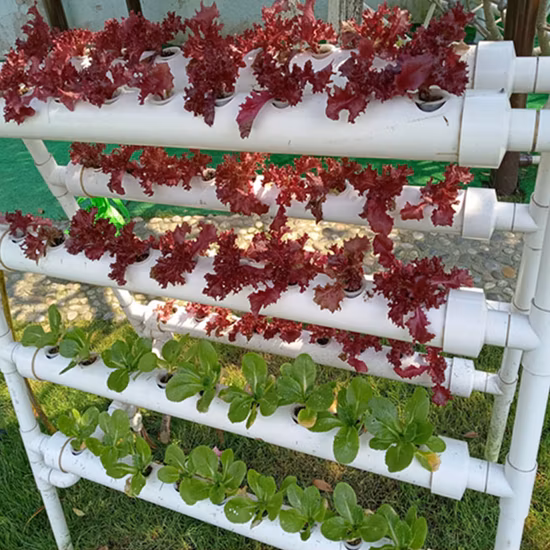 Installation hydroponique spéciale de tomates de production spécialisée pour la culture