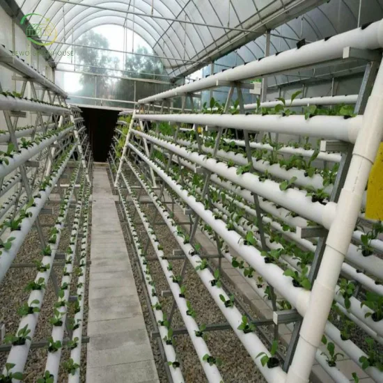 Installation hydroponique spéciale de tomates de production spécialisée pour la culture